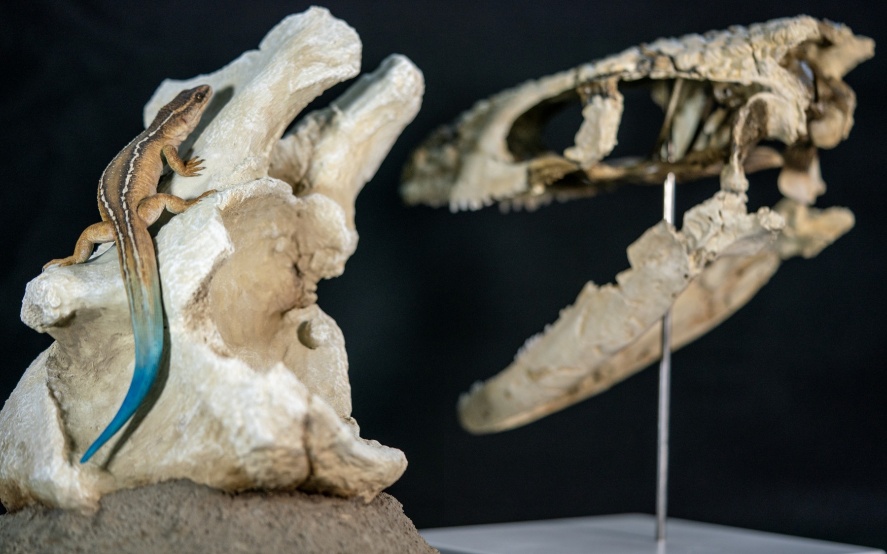 Hallan el lagarto más completo del Cretácico tardío en Sudamérica. Crédito: Gobierno de Río Negro