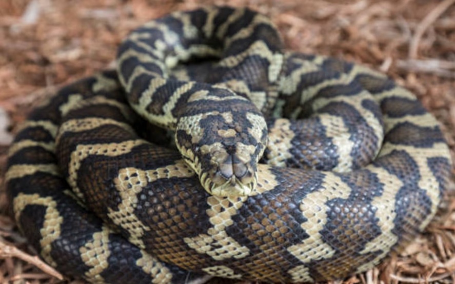Una pitón alfombra (morelia spilota). 
