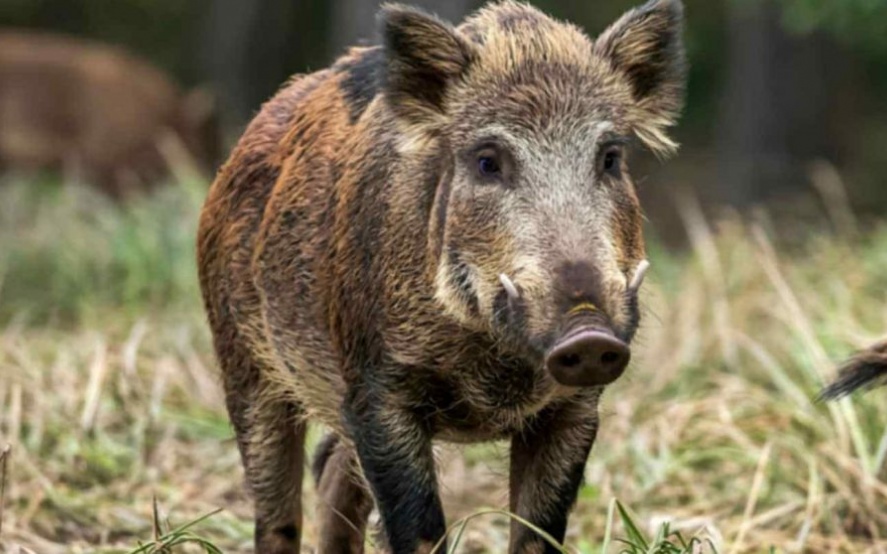 Como no tiene un depredador natural, el jabalí europeo se reproduce rápidamente en la provincia de Buenos Aires.