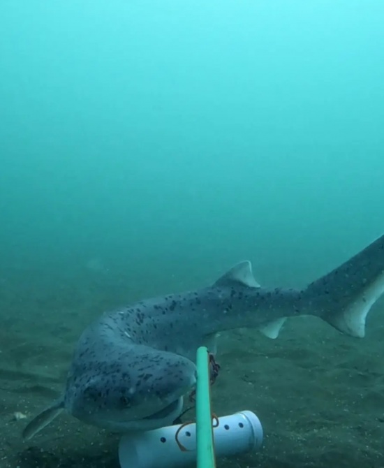 Punta Bermeja alberga un estudio científico para proteger tiburones. Crédito: Gobierno de Río Negro