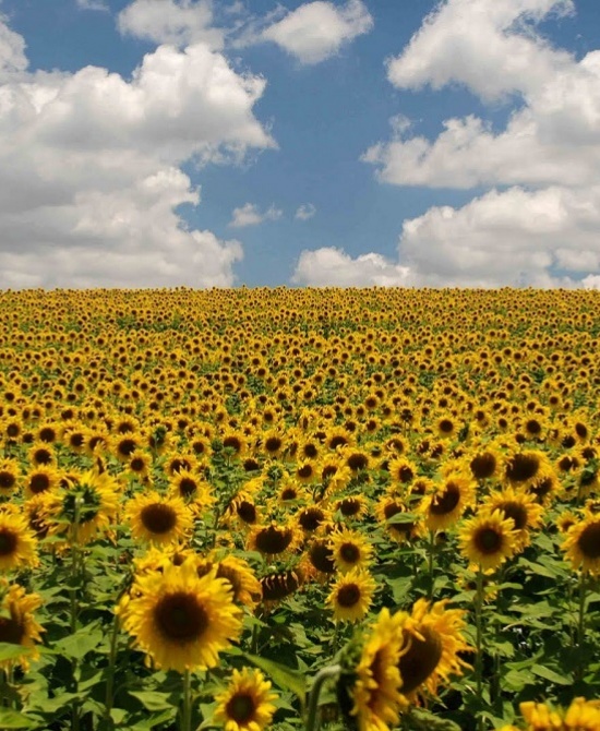 El girasol es el cultivo en ascenso en la Argentina en el rubro exportaciones del campo.