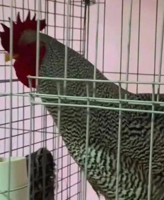Este gallo bataraz pampeano fue rematado en el precio récord de $3.020.000.