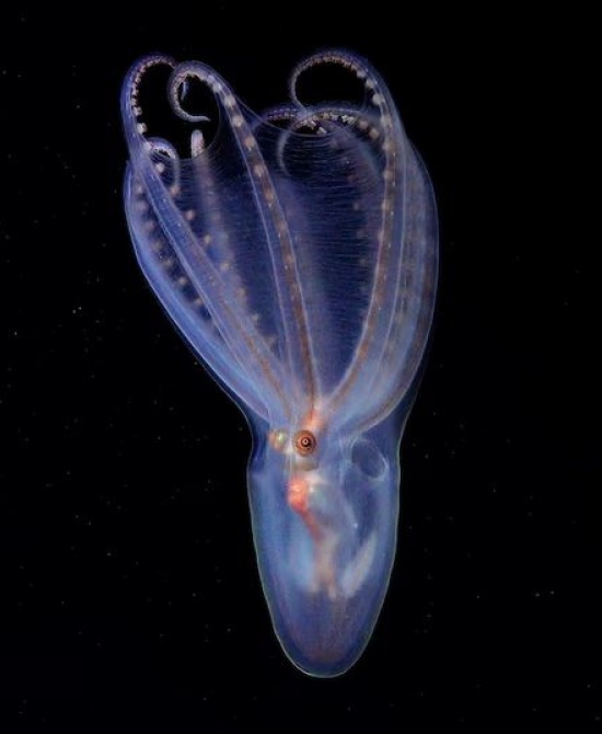 Un pulpo telescopio (Amphitretus sp.) (Schmidt Ocean Institute)
