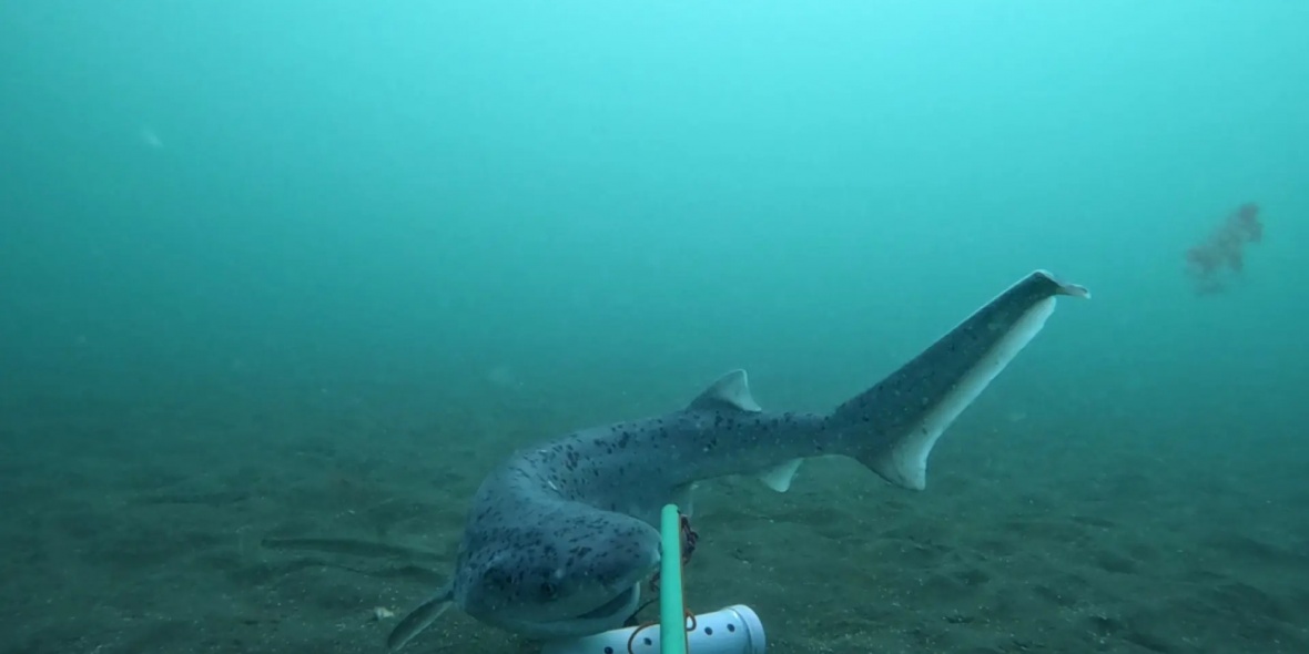 Punta Bermeja alberga un estudio científico para proteger tiburones. Crédito: Gobierno de Río Negro