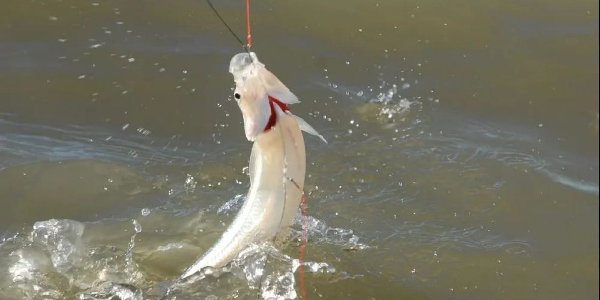 2º Fiesta del Pejerrey en General Lavalle