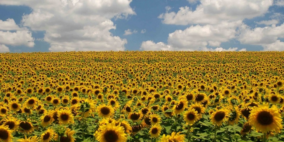 El girasol es el cultivo en ascenso en la Argentina en el rubro exportaciones del campo.