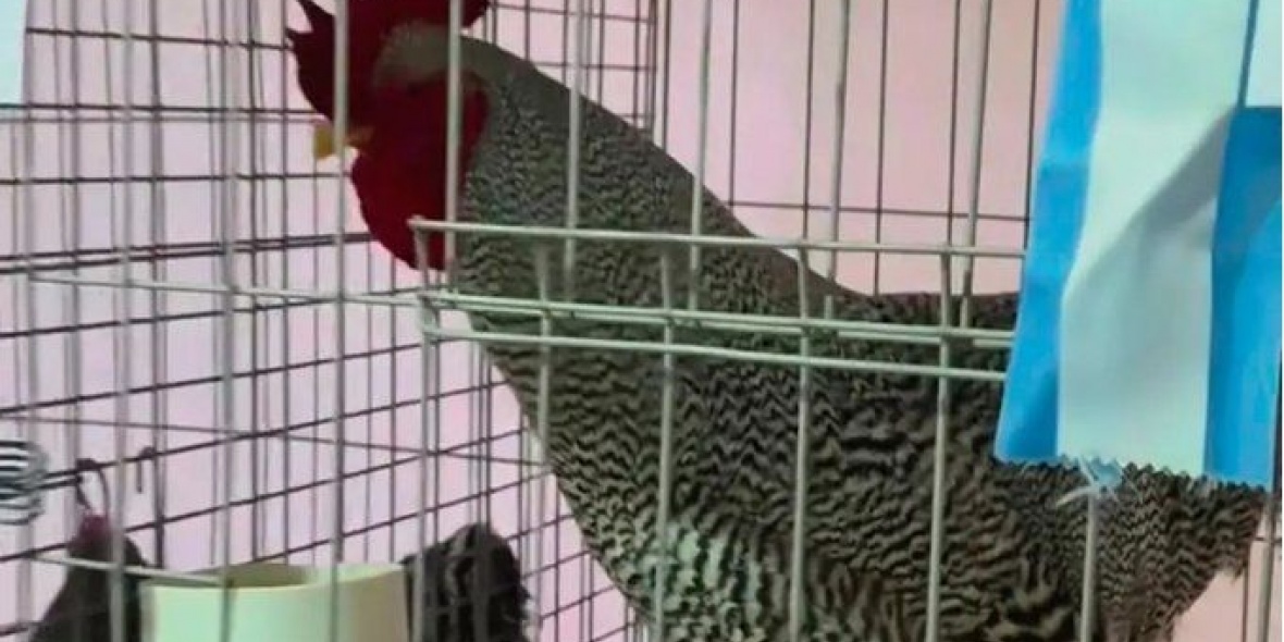 Este gallo bataraz pampeano fue rematado en el precio récord de $3.020.000.