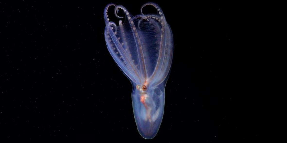 Un pulpo telescopio (Amphitretus sp.) (Schmidt Ocean Institute)